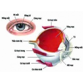 VIÊM KẾT MẠC CẤP TÍNH